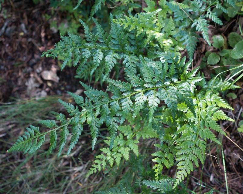 Asplenium